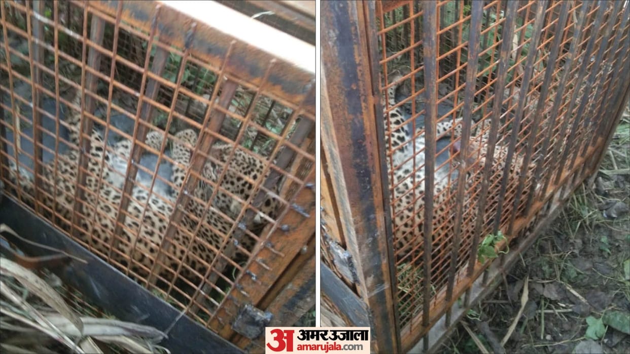 Another henchman trapped in cage of forest department in Bijnor