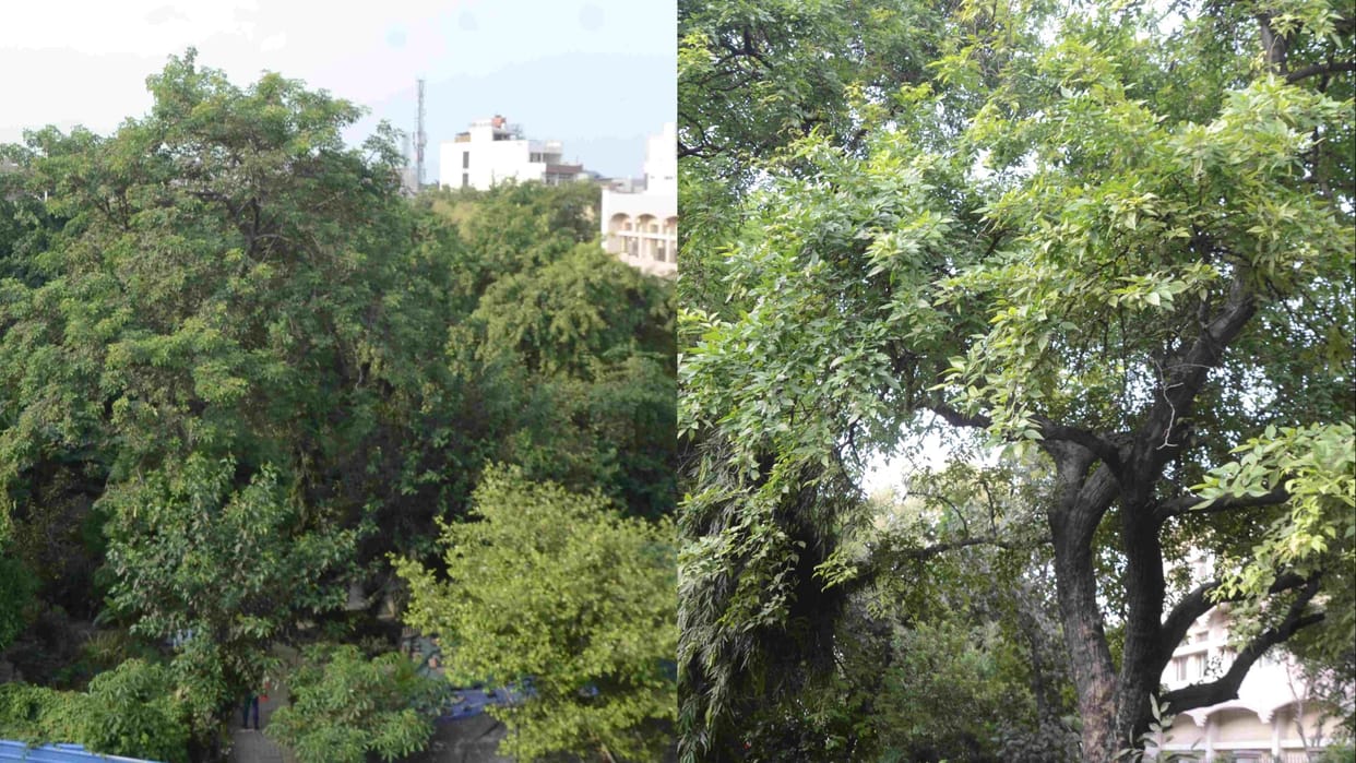 Rohtak: The trees of the court are still telling the heroic story of the revolutionaries