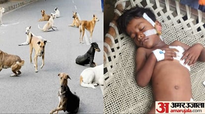 देवरिया में जानलेवा हमला: कुत्तों के झुंड ने मासूम को नोंचा, हालत गंभीर; गोरखपुर में चल रहा इलाज pack of dogs attack on innocent child in deoria