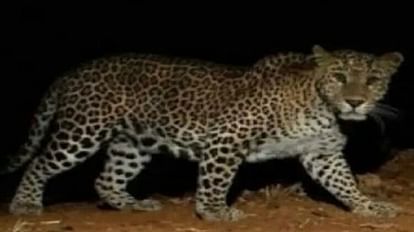 Leopard being searched by drone hunted 29 cattle in 10 days villagers in panic