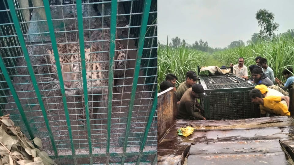 Two henchmen caught at different places in Bijnor, forest department driver seriously injured in the attack