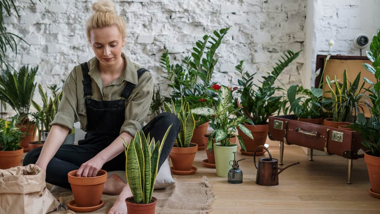 How To Repot Plants Without Killing Them Know Repotting Plants Process in hindi