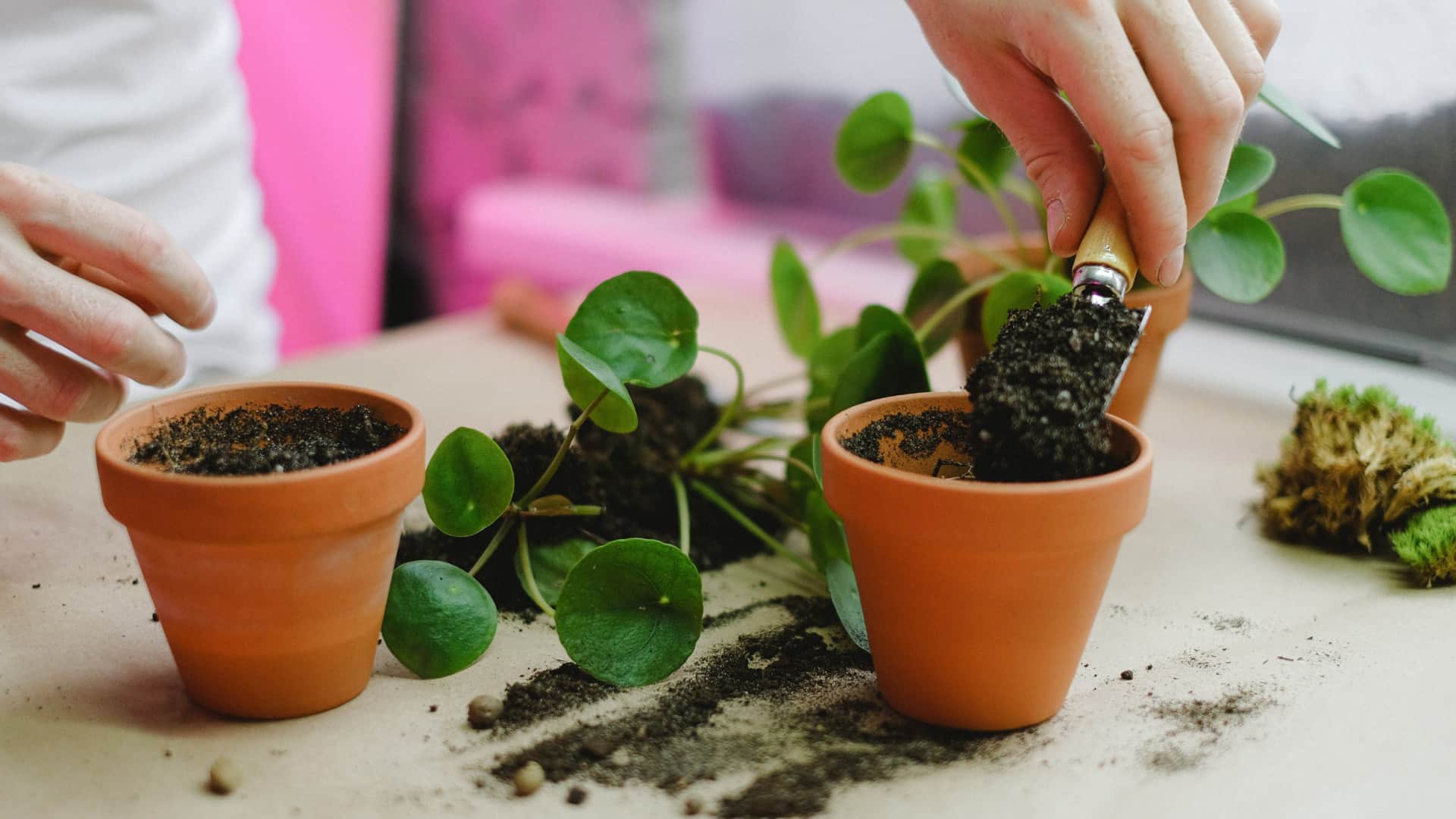How To Repot Plants Without Killing Them Know Repotting Plants Process in hindi