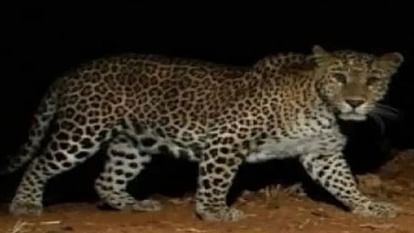 Forest department alert Do not leave home alone at night leopard is roaming around