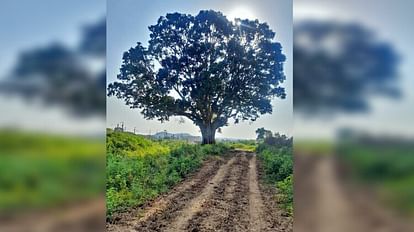 young man died after falling from tree in Firozabad