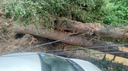 Shimla Rains: More than 800 trees collapsed in Shimla, more than 50 houses have been evacuated