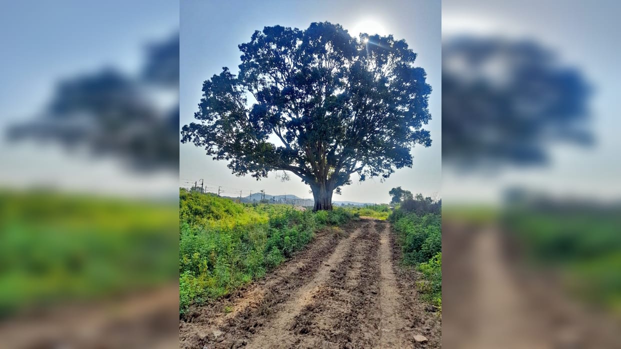 young man died after falling from tree in Firozabad