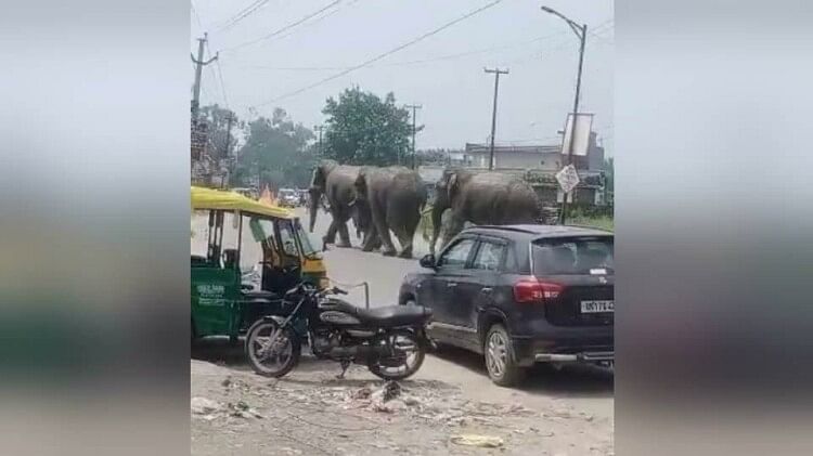 Haridwar:हाईवे पर अचानक आ धमके तीन हाथी, राहगीरों में मची अफरा-तफरी