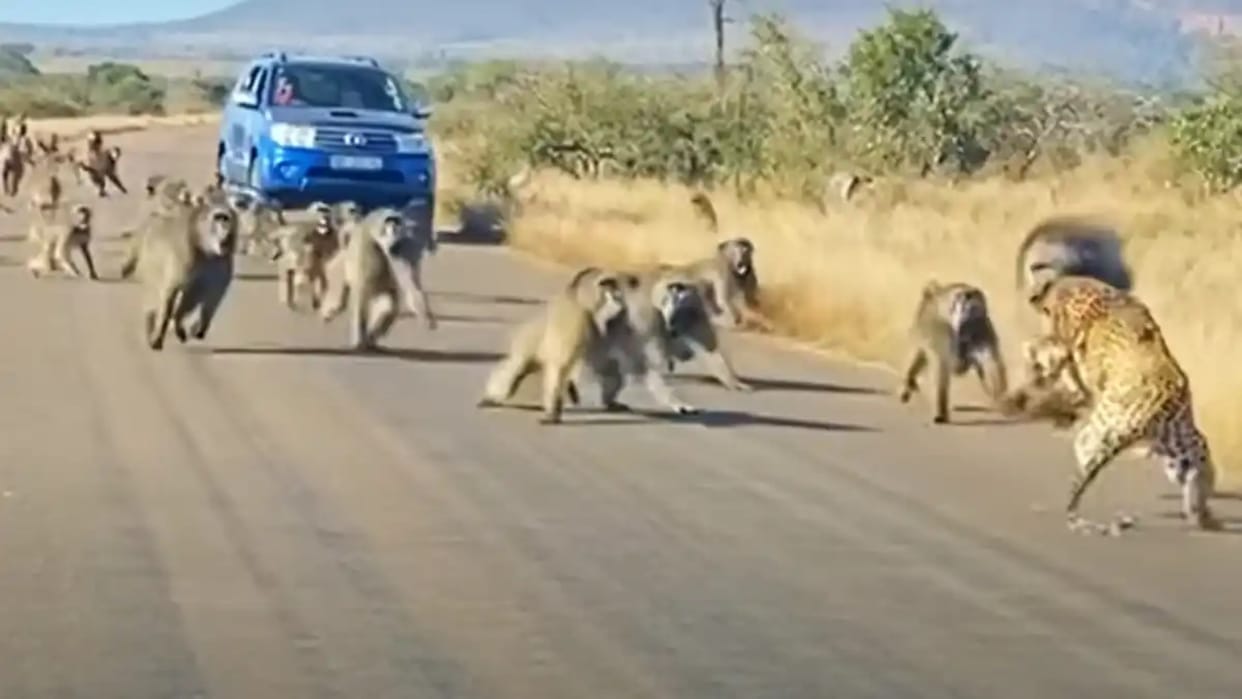 A group of baboons attack on leopard in a remote area of South Africa video viral