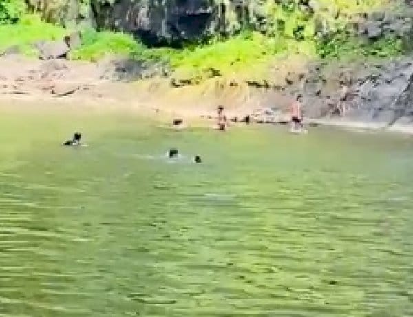 Three friends drowned in Bhairav Kund, jumped into the river to save their friend