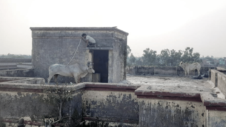 Two bulls climbed on roof of Lekhpal residence in Tehsil Viral Video