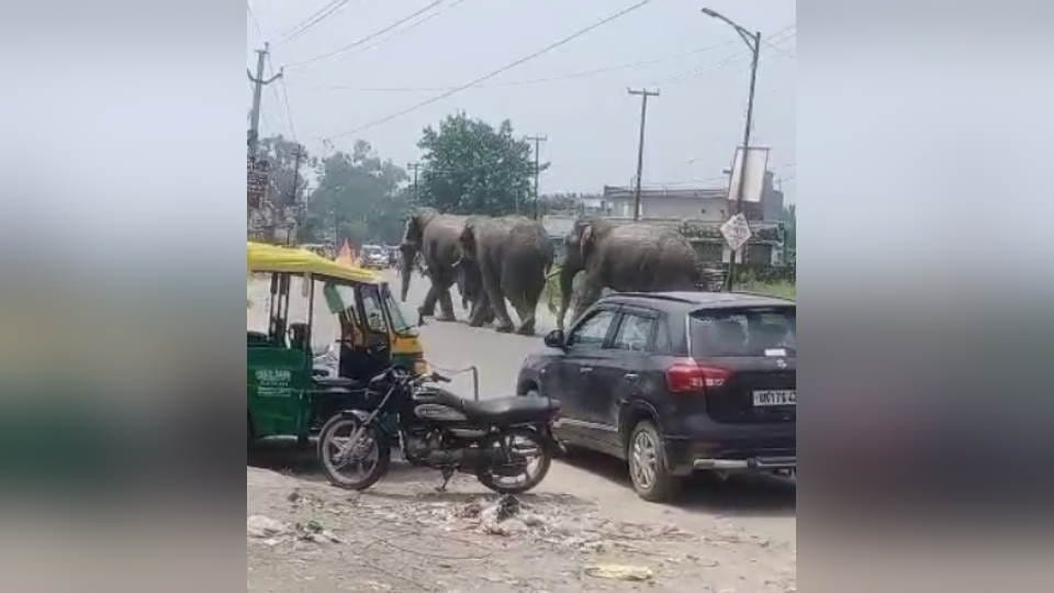 Haridwar News Three elephants suddenly came on highway Public Panic And run away