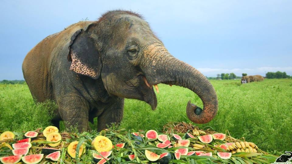 Elephant Lakshmi celebrates tenth anniversary of independence at Wildlife SOS in Mathura