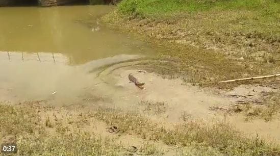 people Stirred due to five feet tall crocodile in field in sonbhadra