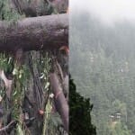 शिमला में देवदार के पेड़ मचा रहे तबाही।