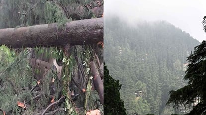 Shimla News: शिमला में कहर बरपा रहे अंग्रेजों के जमाने में लगाए देवदार के पेड़, वन विभाग के हाथ भी खड़े Deodar trees planted during the British era are wreaking havoc in Shimla, forest department