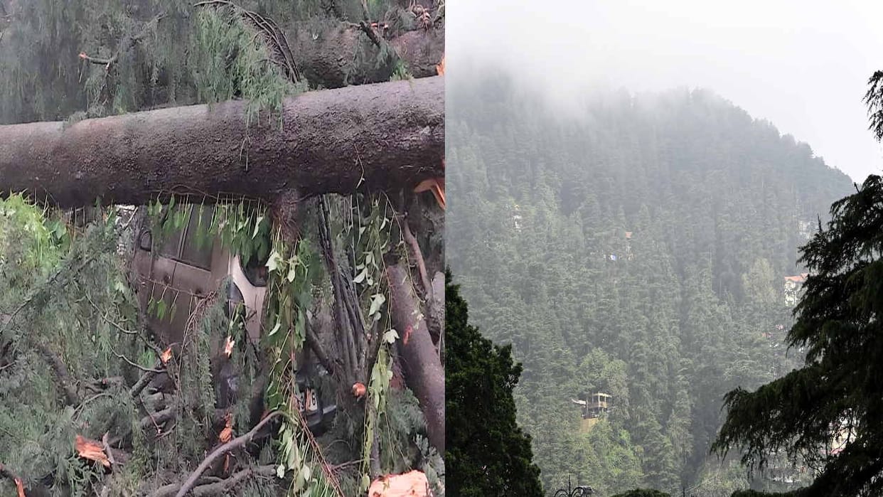 Deodar trees planted during the British era are wreaking havoc in Shimla, forest department