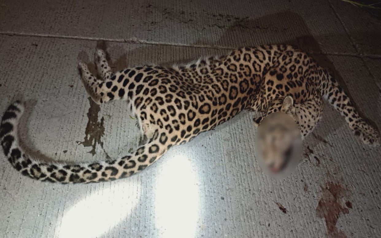 Meerut News Live: Guldar deadbody found on the road in Bijnor, five dengue patients found in Meerut