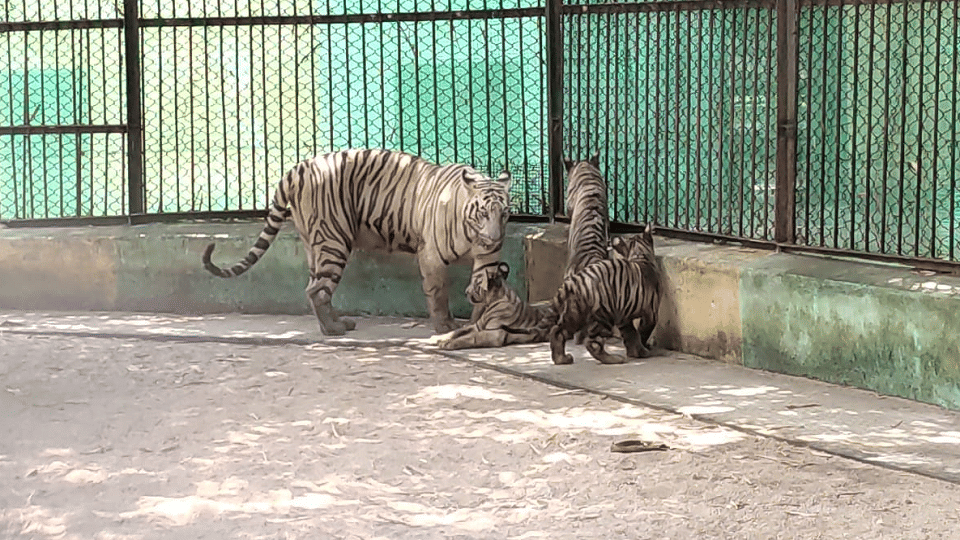 three cubs of white tiger will now be released in large enclosures durg bhilai