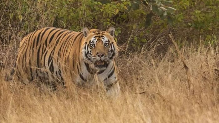 After counting, 32 tigers were found in the forest of Amangarh.