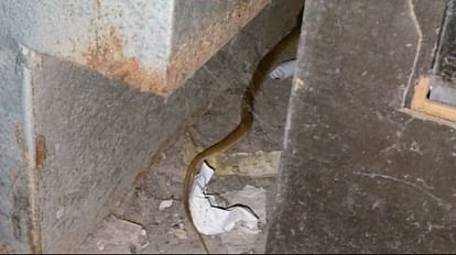 Poisonous snake came out in cjm court in agra