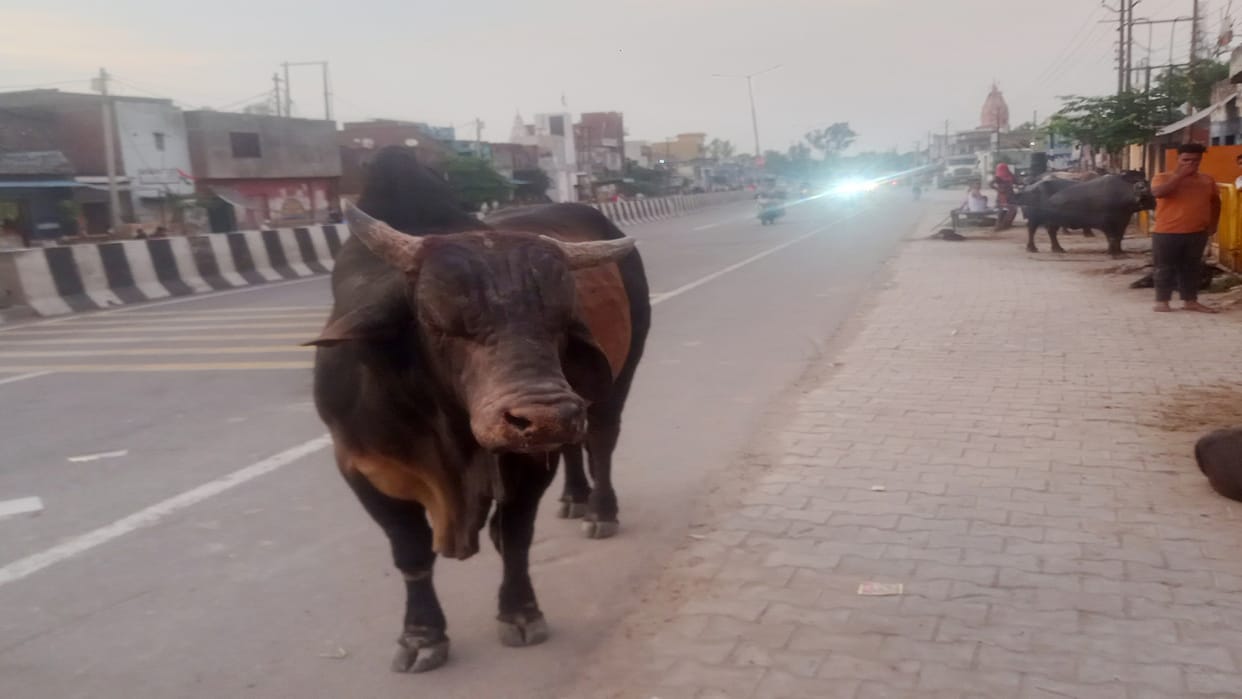 Baghpat: A man death after collision by bull in village, sorrow in family