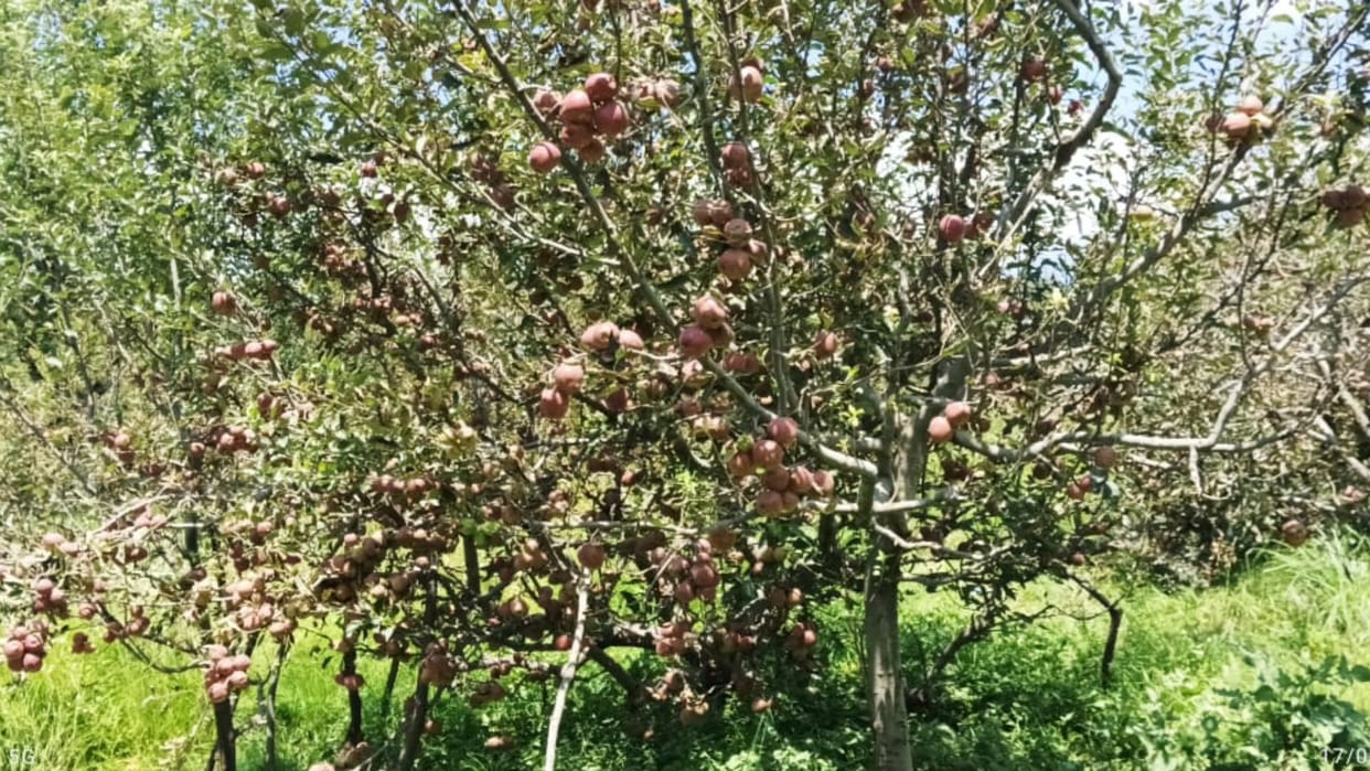 Shimla News: Road blocked in rampur bushahar area from one month apple growers worried