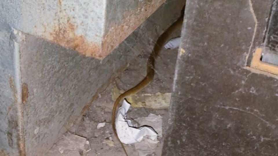 Poisonous snake came out in cjm court in agra