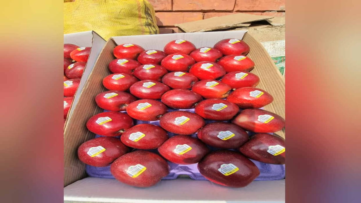Apple of Shimla beat New Zealand's Gala variety, sold at Rs 250 per kg