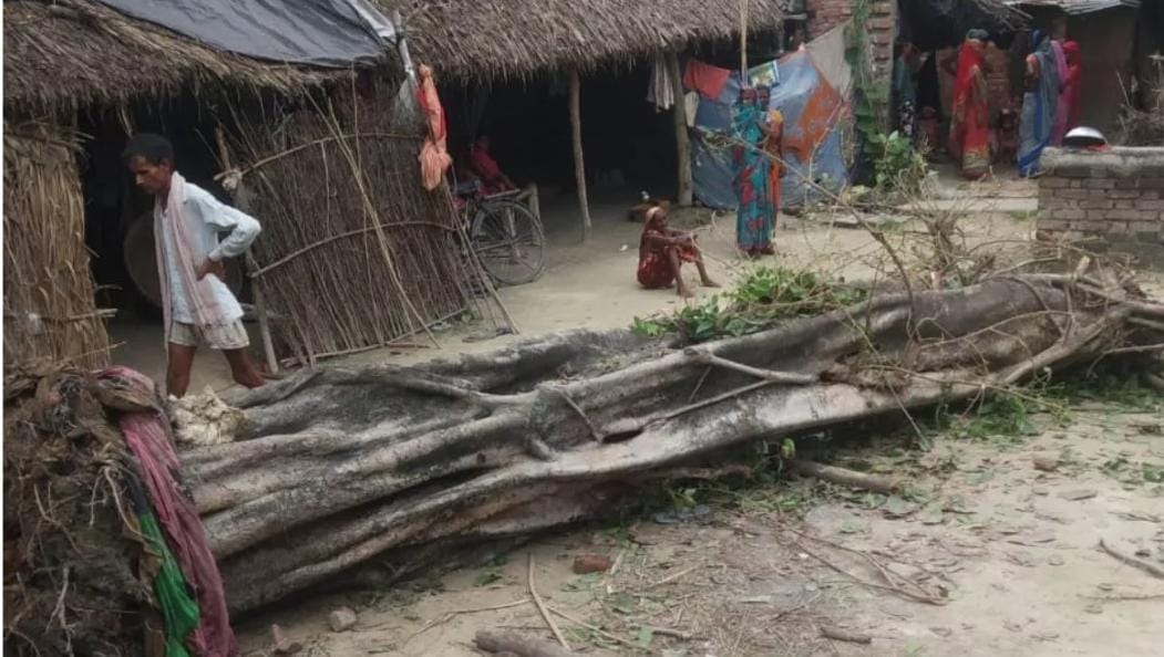 Tree fell on three brothers, one died