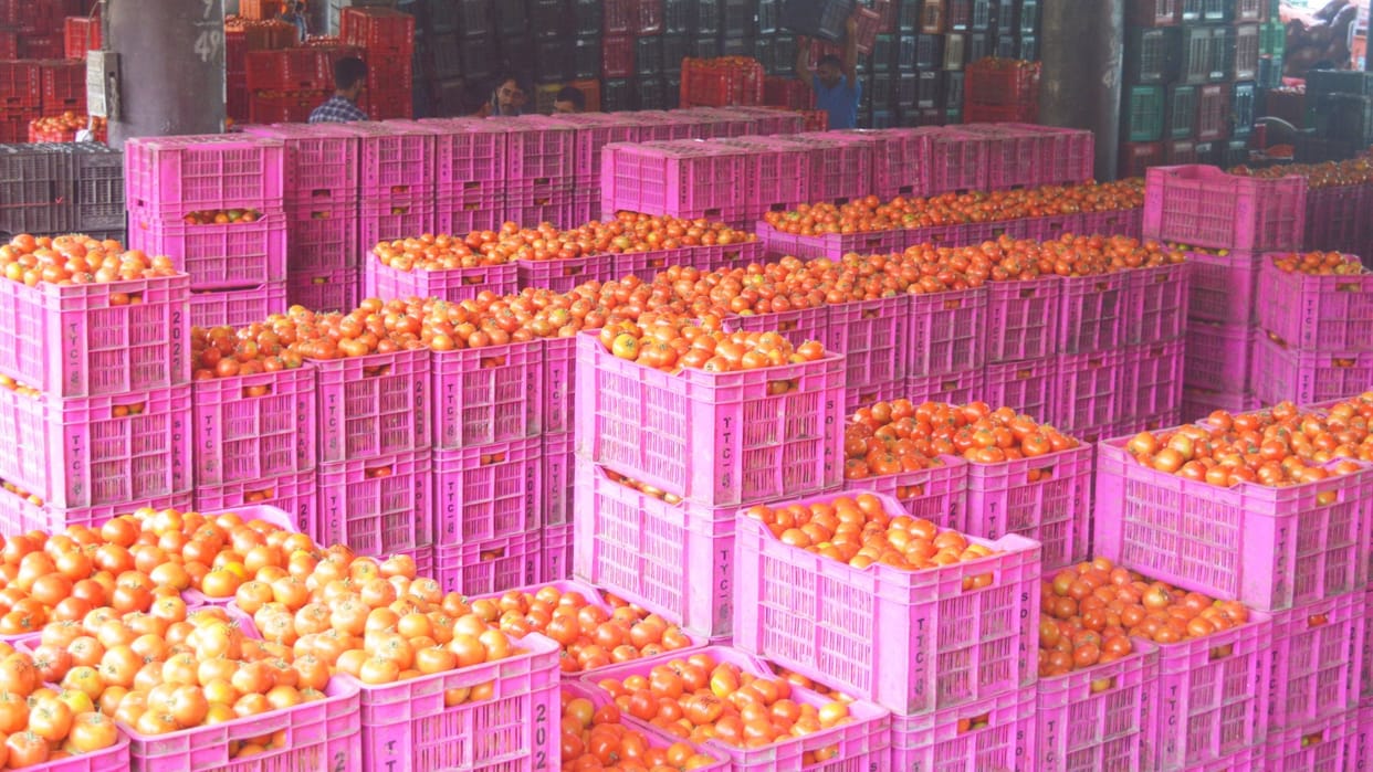 Tomato Price declined in Sabji Mandi Solan Himachal Pradesh