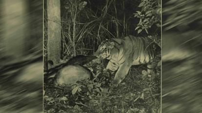 World Photography Day: जब बाघ की तस्वीर खींचना था सपने जैसा.. तब जानें कैसे जंगल के राजा ने ही ली थी सेल्फी World Photography Day A century ago when the king of the jungle took a selfie Uttarakhand news in hindi