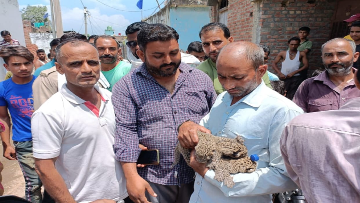 Bijnor: Three cub of Guldar found in a field of a farmer, there is crowd of onlookers