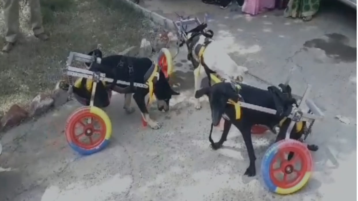 Jhunjhunu Wheel chair made for Divyang dogs possible with the efforts of Anil Khichad and JB Shah College