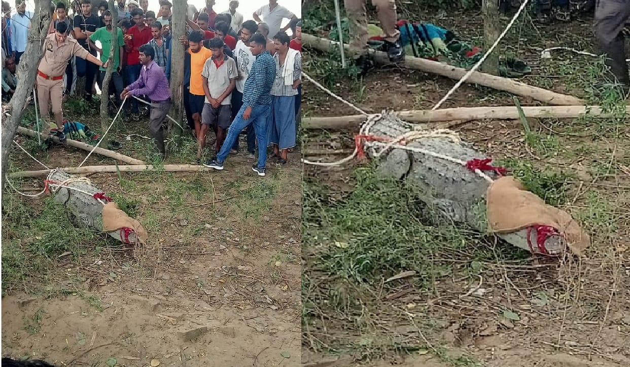 There was a stir when there was a crocodile in the garden, the forest department team rescued and released in