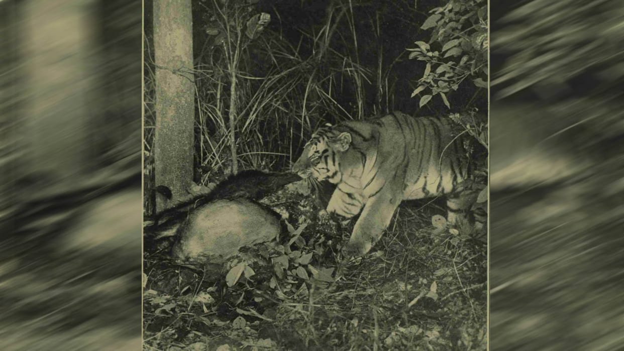 World Photography Day A century ago when the king of the jungle took a selfie Uttarakhand news in hindi