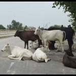 Mainpuri News: सड़क पर बैठे आवारा पशु