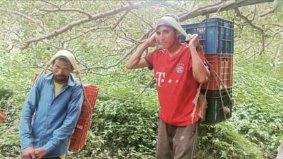 apple season in shimla 400 roads blocked in rain hit areas Farmers facing problems