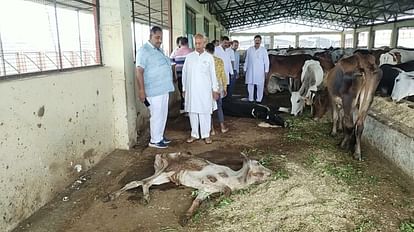Ujjain Many dead and sick cows were found in the gaushala which was given the best award