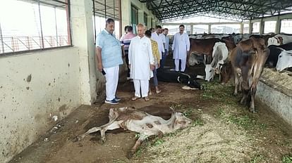 Ujjain: जिस गौशाला को बेस्ट अवार्ड दिया वहां कई मृत और बीमार गायें मिलीं, औचक निरीक्षण में हुआ खुलासा Ujjain Many dead and sick cows were found in the gaushala which was given the best award