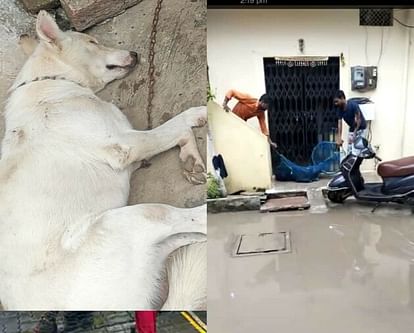Indore:दोहरे हत्याकांड का कारण बना श्वान भूखा प्यास दो दिन से बंद था कमरे में, एनजीओ को सौंपा The cause of the double murder was the dog's hunger and thirst, which was locked in the room for two days, han
