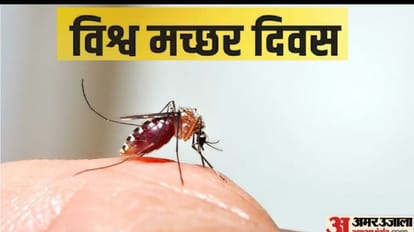 mosquitoes increasing due to weather in Bareilly