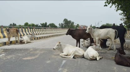 सांड ने किसान को पटककर मार डाला: खेत गया था, ग्रामीणों में दहशत; बोले- फसल के साथ जीवन पर संकट बने आवारा पशु villagers said they are not getting rid of stray animals On death of farmer due to bull attack in Mainpuri