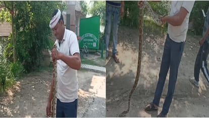 अजगर को पकड़कर जंगल में छोड़ता युवक