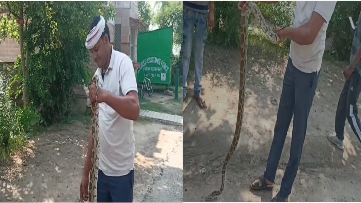 Bharatpur Six feet long python came out in the vegetable market there was a stampede among the people