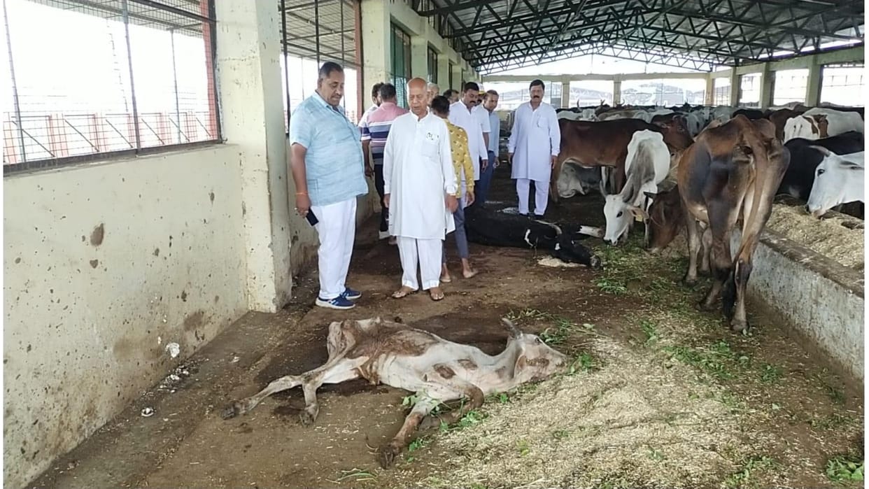 Ujjain Many dead and sick cows were found in the gaushala which was given the best award