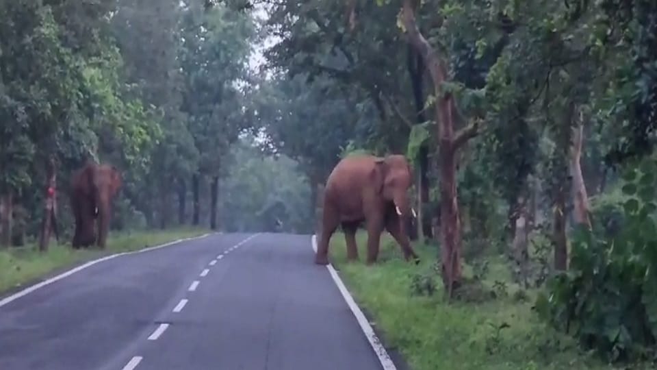 Four houses were targeted by a herd of wild elephants in Marwahi
