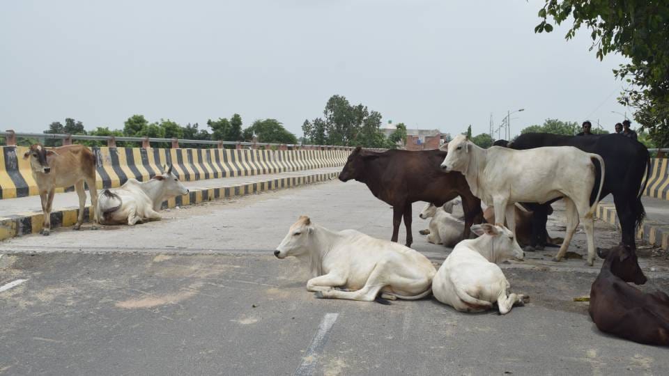 UP: If cattle are found roaming freely, FIR will be filed against the cattle owner