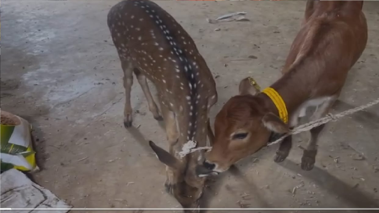 Injured female deer wandered from forest and reached gaushal in Jagdalpur