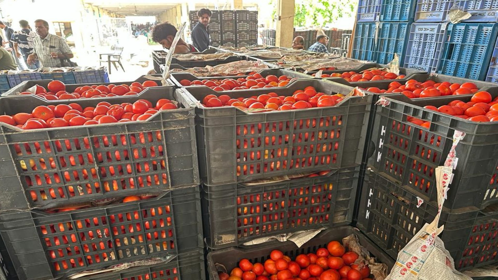 टमाटर के भाव गिरे